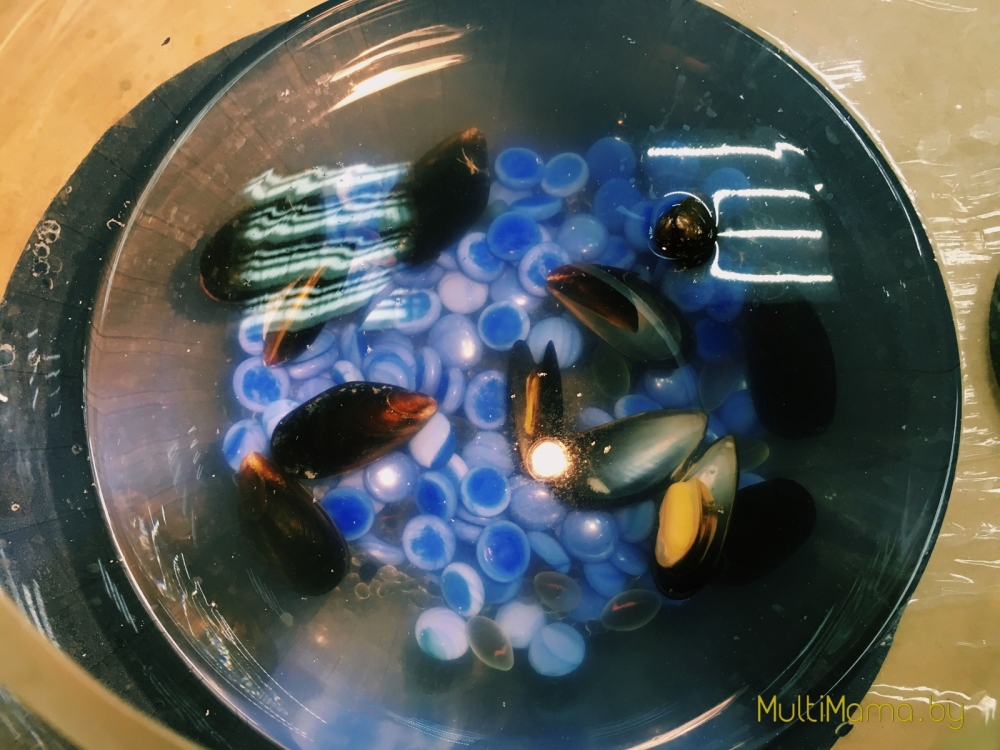 Отзыв о научной программе «Подводный мир» проекта «Умный Минск»