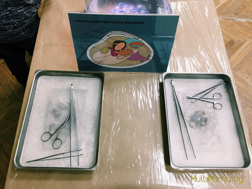 Отзыв о научной программе «Подводный мир» проекта «Умный Минск»